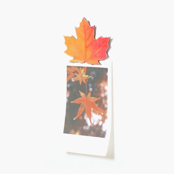 Appree Leaf Magnet Set - Maple