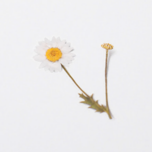 Appree Pressed Flower Stickers - Daisy