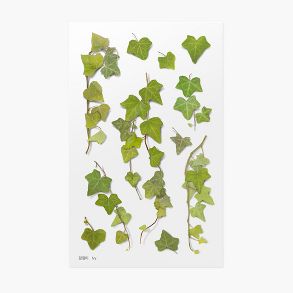 Appree Pressed Flower Sticker - Ivy