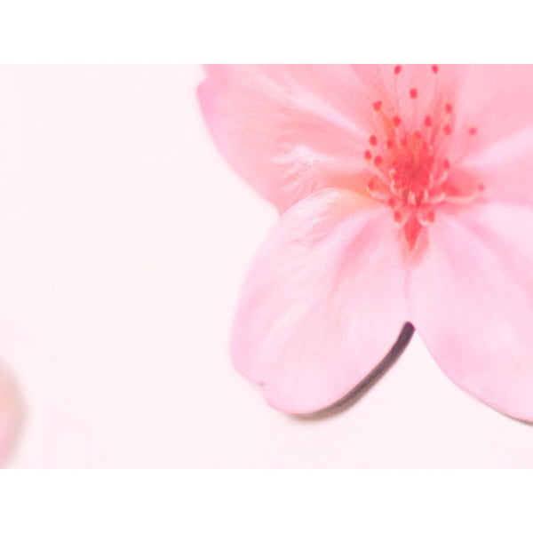 Appree Leaf Magnet Set - Cherry Blossom