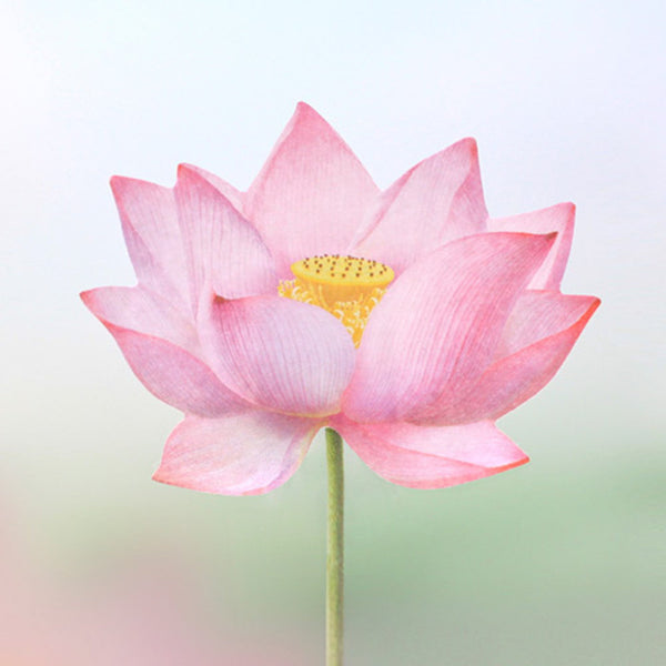 Appree Leaf Sticky Memo Notes - Pink Lotus