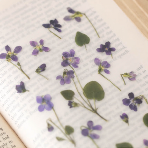 Appree Pressed Flower Stickers - Manchurian Violet