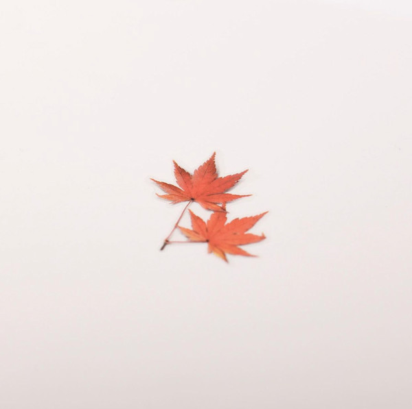 Appree Pressed Flower Stickers - Palmate Maple