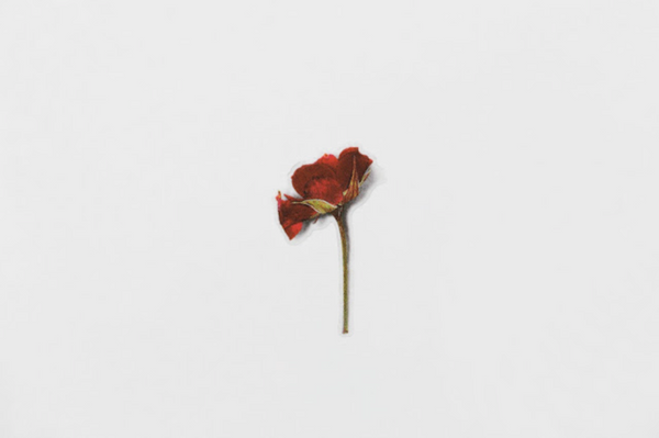Appree Pressed Flower Stickers - Mini Rose